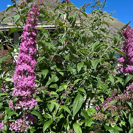 Adonis Hotel Zermatt